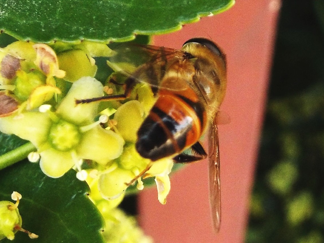 Syrphidae: Eristalis tenax, maschio
